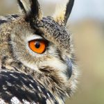 hibou grand-duc