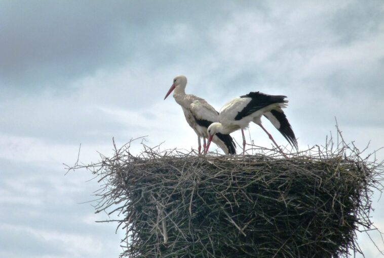 cigogne