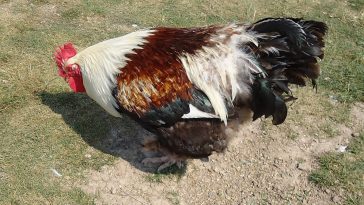 coq race meusienne