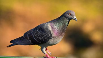 pigeon