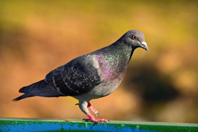 pigeon