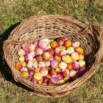 mirabelles de Lorraine