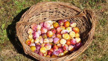 mirabelles de Lorraine