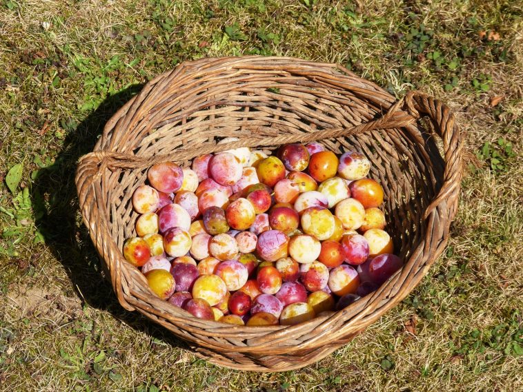 mirabelles de Lorraine