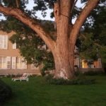 Sophora château Mesny