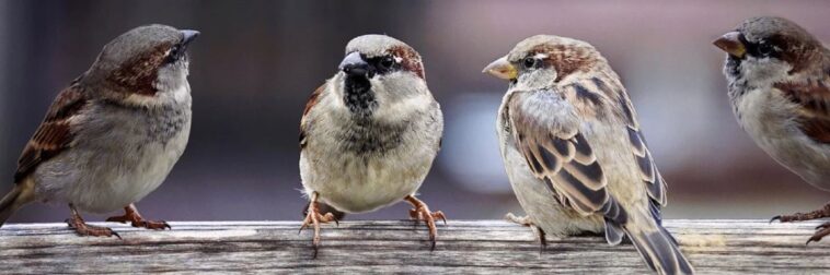 Spatz Platt