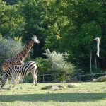 plaine africaine Zoo Amneville