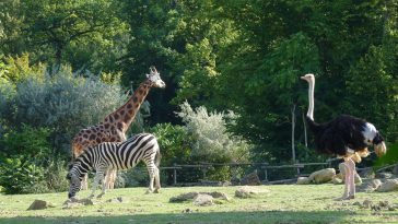plaine africaine Zoo Amneville
