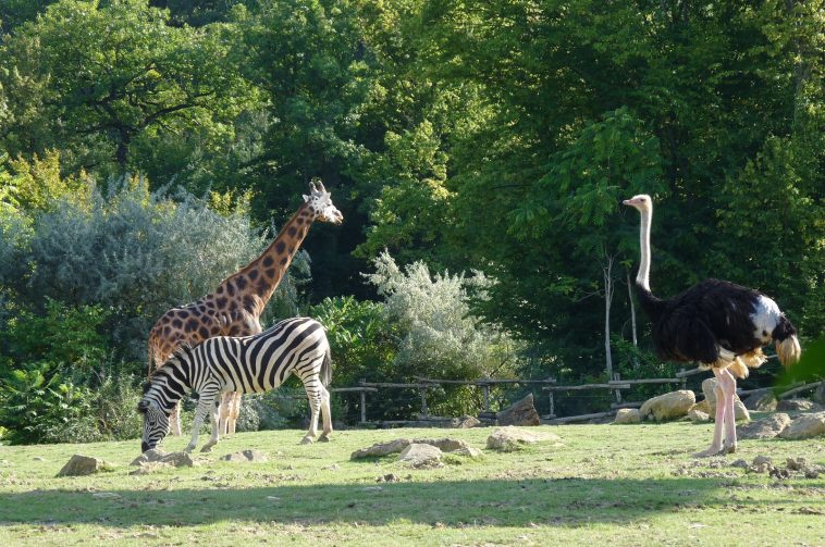 plaine africaine Zoo Amneville