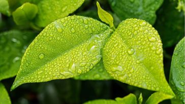 ecologie