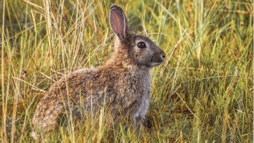 lapin de Pâques