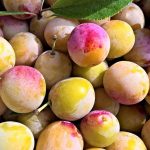 mirabelles de Lorraine