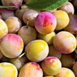 mirabelles de Lorraine