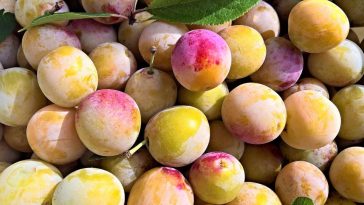 mirabelles de Lorraine