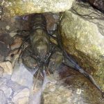 écrevisses des torrents