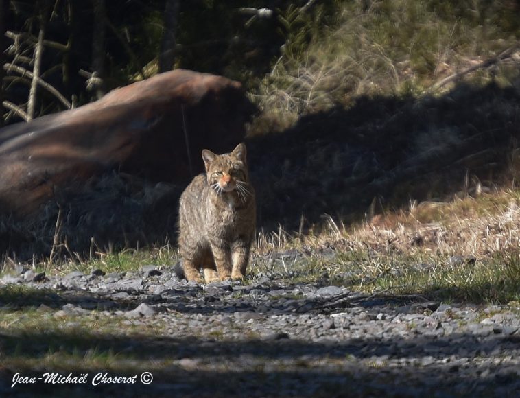 chat forestier