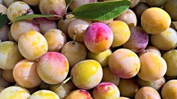mirabelles