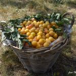 mirabelles