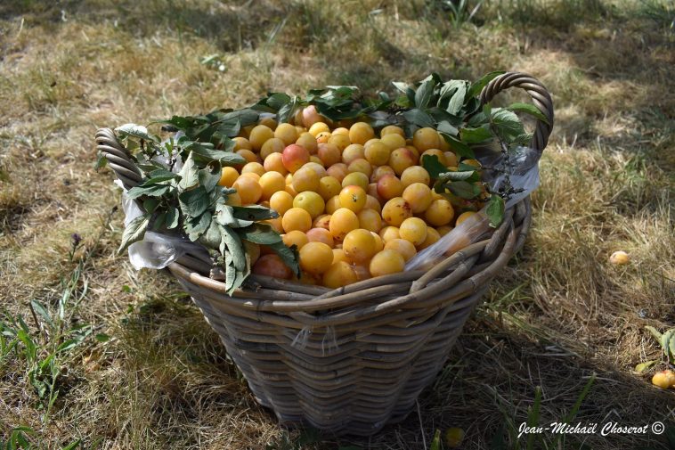 mirabelles