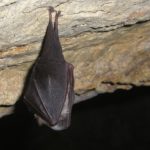 chauve-souris