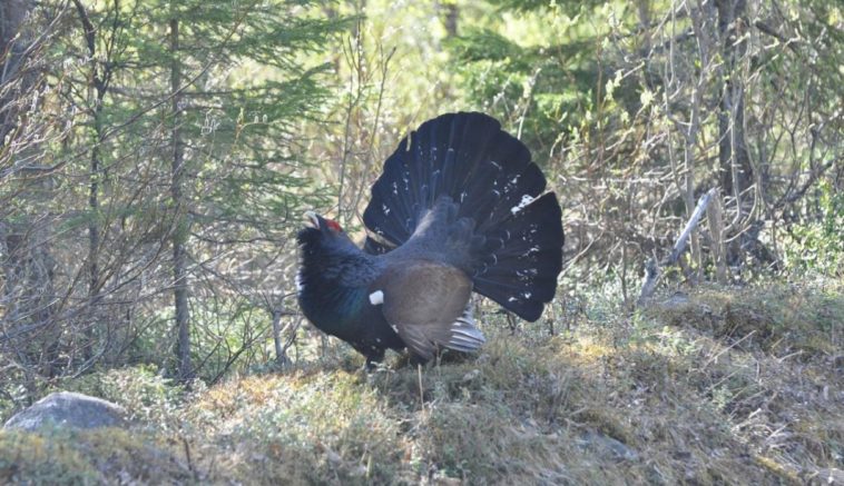 coq de bruyères