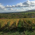 GFV Les Vignobles Mosellans