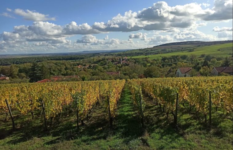 GFV Les Vignobles Mosellans