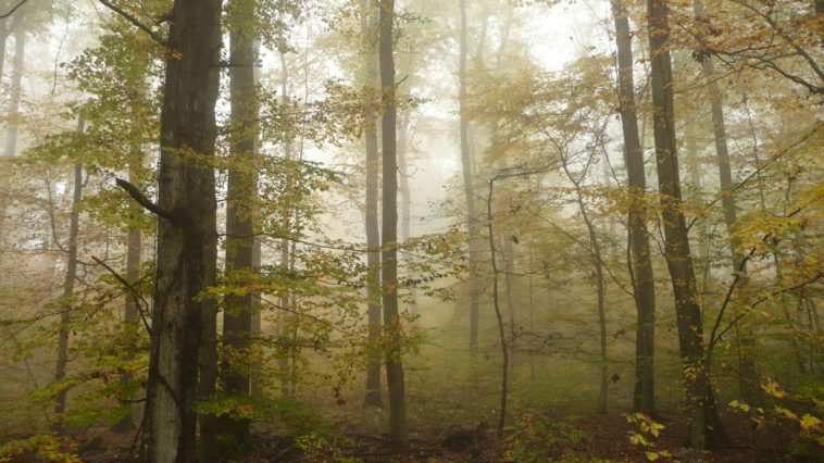 forêt de Haye