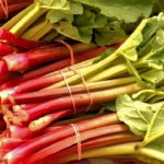 rhubarbe de Lorraine