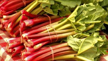 rhubarbe de Lorraine