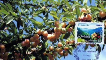 timbre mirabelles