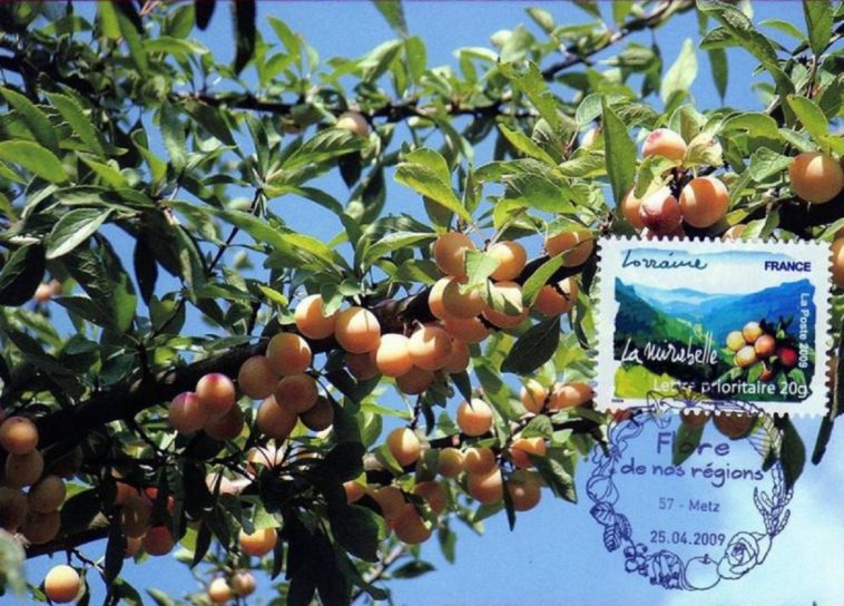 timbre mirabelles