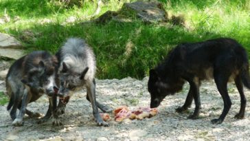 loups Sainte-Croix