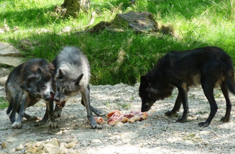 loups Sainte-Croix