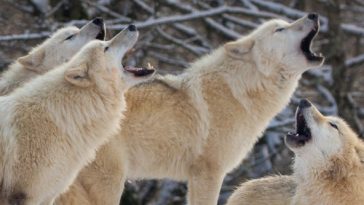 loups blancs