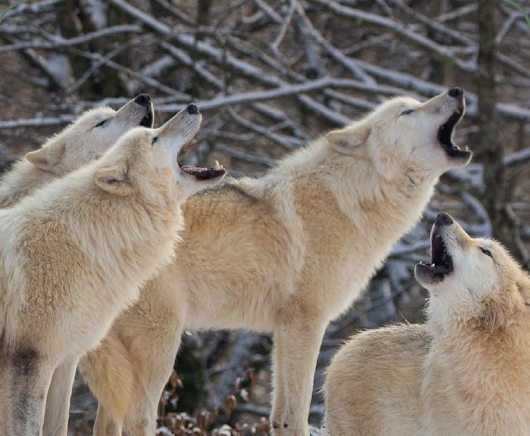 loups blancs