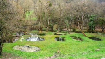 Jardin des roises
