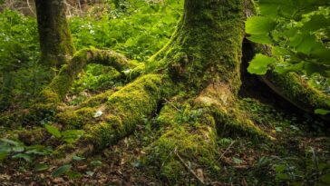Vallons de Gorze