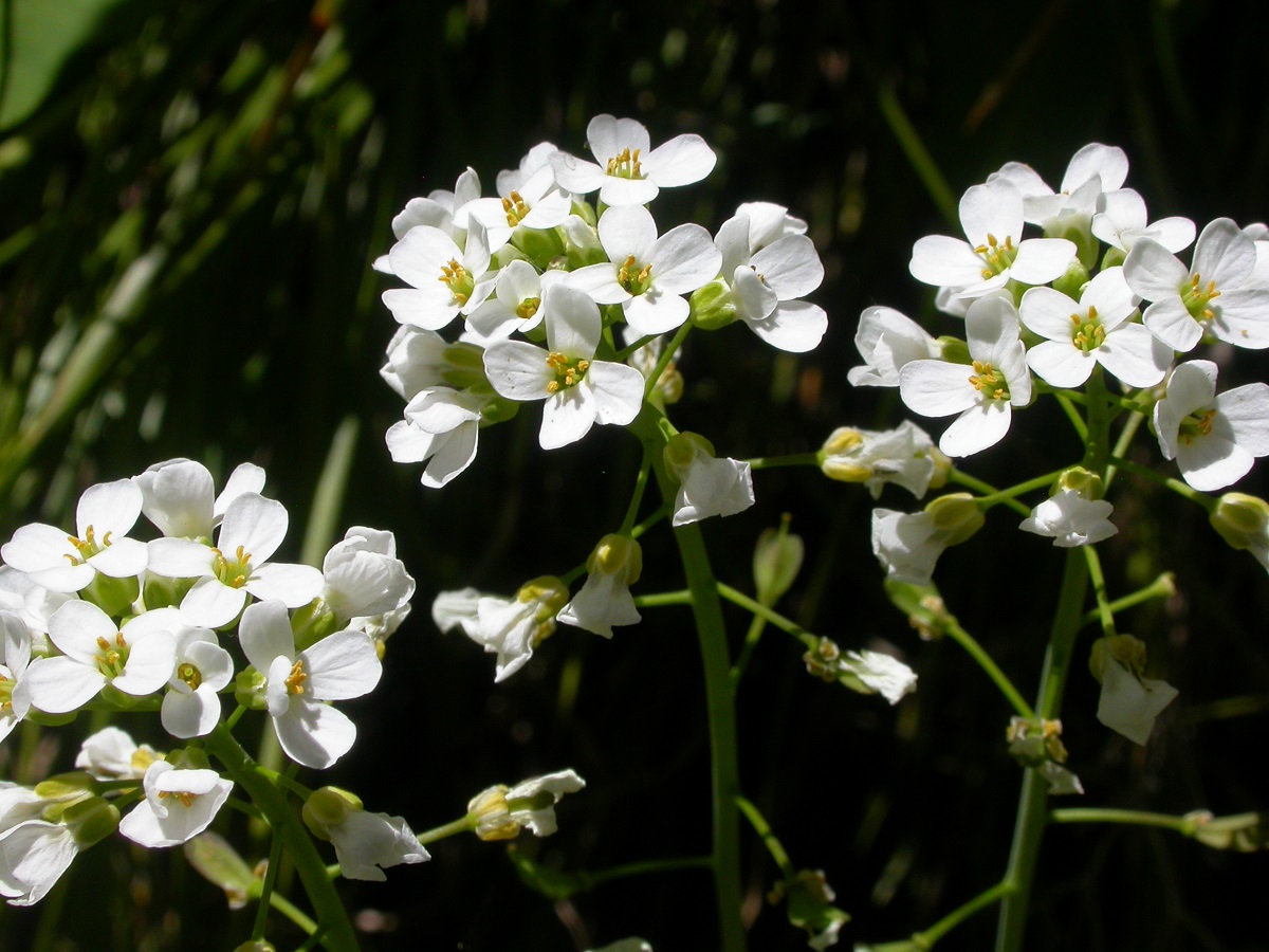 Thlaspi montanum