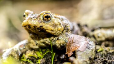 crapaud