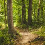 Forêt de Darney-La Vôge