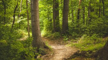 Forêt de Darney-La Vôge