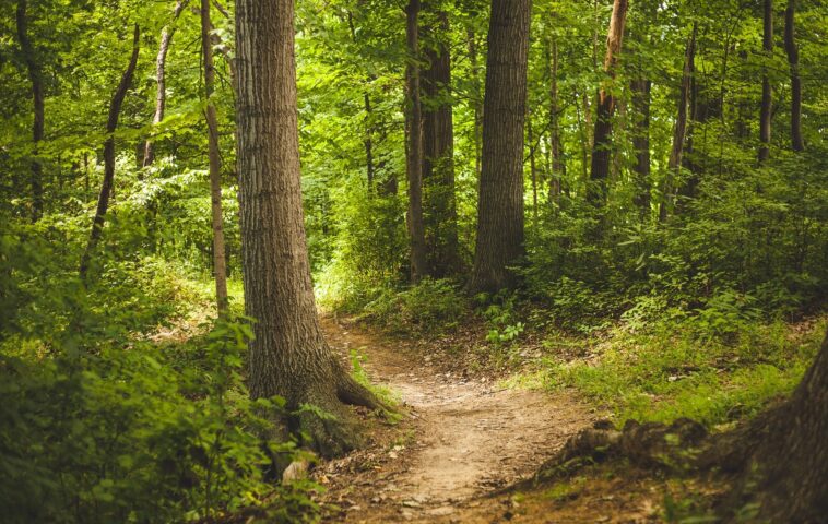 Forêt de Darney-La Vôge