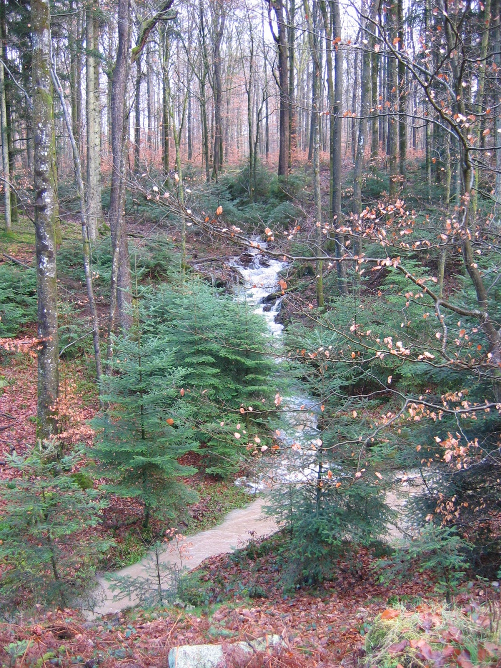 Forêt de Darney