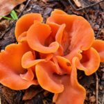 champignons