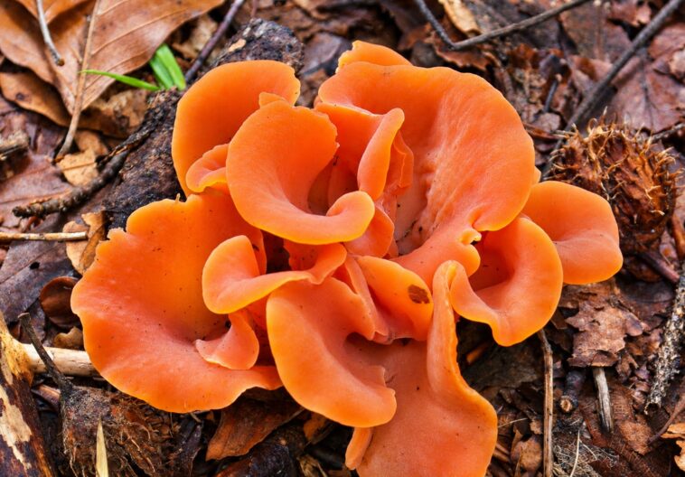 champignons