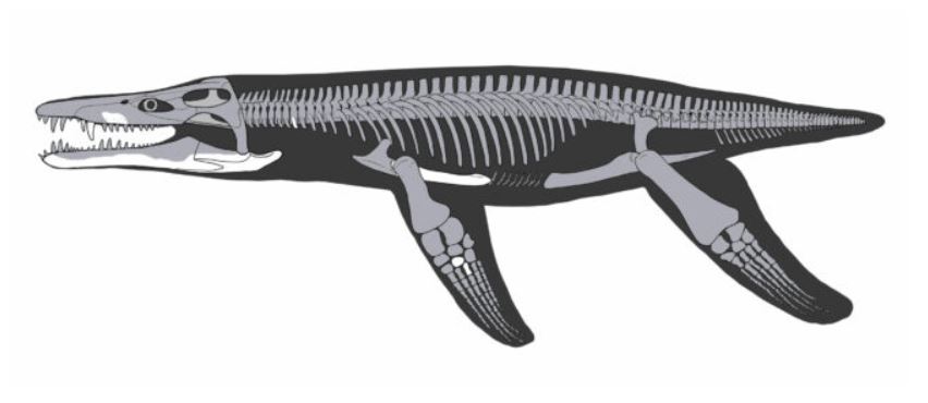 Lorrainosaure squelette