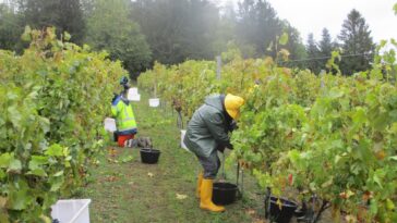 vendanges