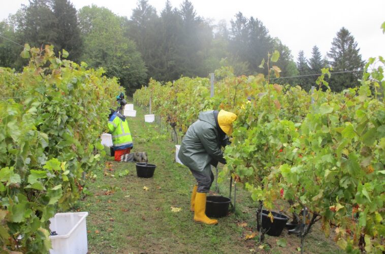 vendanges