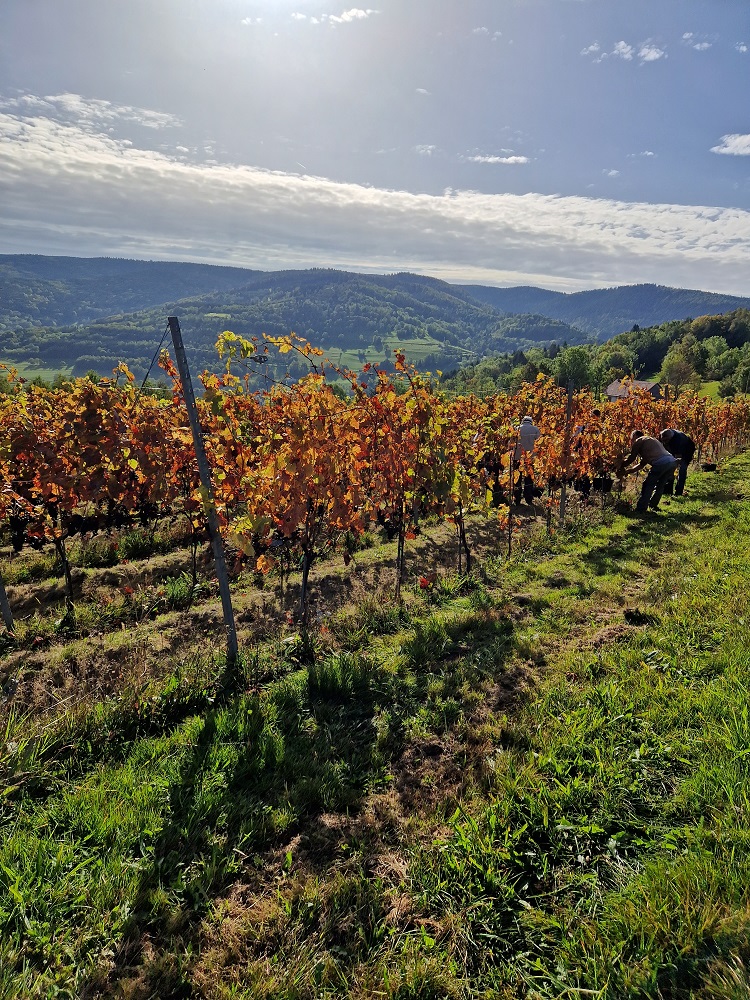 La Croix aux vignes